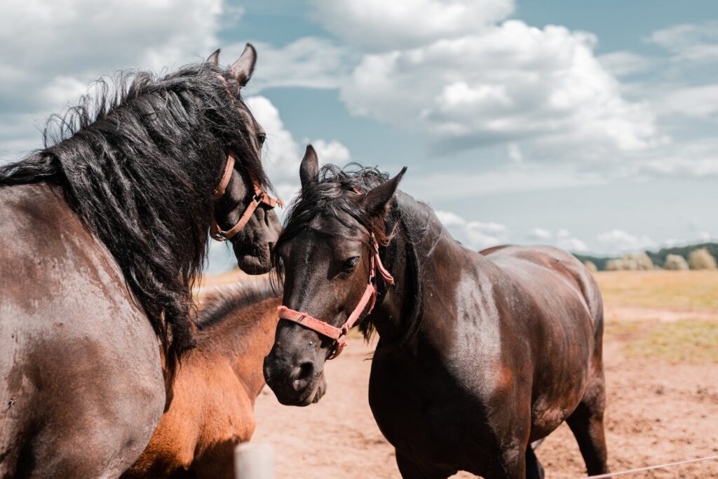 Miért kiváló lovadnak az Equusline Recovery Mash Mix